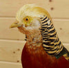 Exotic Game Bird Mounts for Sale