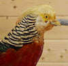 Bird Taxidermy for Sale
