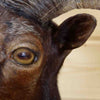 Taxidermied Sheep Head for Sale