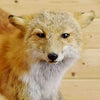 Red Fox and Ptarmigan Mount for Sale
