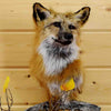Mounted Fox Head for Sale