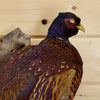 Taxidermied Bird Mount for Sale