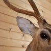Premier Axis Deer Taxidermy Shoulder Mount for Sale SC2001