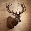 Excellent 19 Point Red Deer Stag Taxidermy Shoulder Mount SC2006