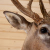 Excellent Nine Point 4X5 Whitetail Buck Taxidermy Mount SM2013