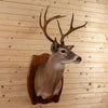 Nice 4X3 Seven-Point Whitetail Buck Taxidermy Mount SC2014