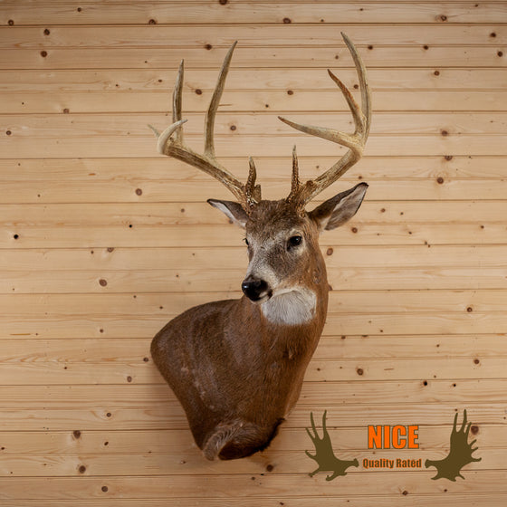 5X4 nine-point whitetail buck deer taxidermy mount for sale