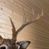 Nice Seven-Point 3X4 Whitetail Buck Taxidermy Mount SC2023