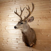 Premier 10 Point Trans-Pecos Mule Deer Buck Deer Taxidermy Shoulder Mount SC2025