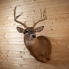 Excellent 10 Point Whitetail Buck Taxidermy Mount SM2026