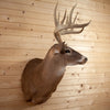 Excellent 10 Point Whitetail Buck Taxidermy Mount SM2026