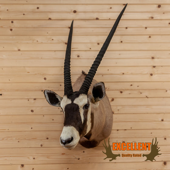 african gemsbok oryx taxidermy shoulder mount for sale