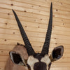 Excellent African Gemsbok Taxidermy Shoulder Mount SC9003