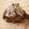 Ring-tailed Cat Taxidermy Mount - SW10011