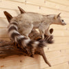 Ring-tailed Cat Taxidermy Mount - SW10011