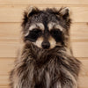 Premier Full Body Raccoon with Peanut Butter Jar Taxidermy Mount SW10069