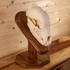 Premier Black Bear Skull on Pedestal Mount SW10265