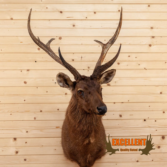 sambar rusa deer taxidermy shoulder mount for sale safariworks decor