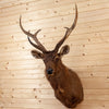 Excellent Sambar Rusa Deer Taxidermy Shoulder Mount SW10305