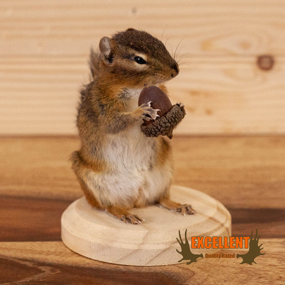 chipmunk with acorn full body taxidermy mount for sale
