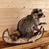 Raccoon Paddling Birch Bark Canoe SW10485