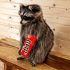 Excellent Candy Coon Novelty Raccoon Taxidermy Mount SW10489
