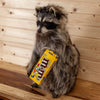 Excellent Full Body Raccoon with Peanut M&M's Taxidermy Mount SW10490