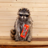 Candy Coon Novelty Raccoon Taxidermy Mount SW10491