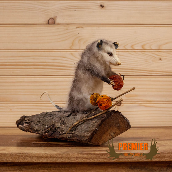 baby opossum eating habanero peppers full body taxidermy mount for sale
