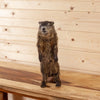 Nice Groundhog Woodchuck Taxidermy Mount SW10518