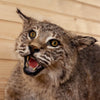 Excellent Bobcat Full Body Taxidermy Mount SW10521
