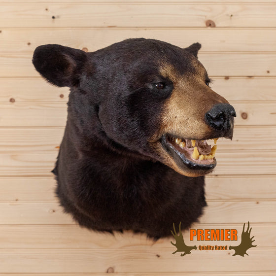 black bear taxidermy shoulder mount for sale
