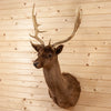 Excellent Chocolate Fallow Deer Taxidermy Shoulder Mount SW10601