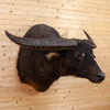 Excellent Asian Water Buffalo Taxidermy Shoulder Mount SW10613