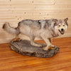 Premier Gray Wolf Full Body Lifesize Taxidermy Mount SW10622