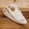 Excellent Juvenile Alligator Skull