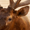 Excellent 7X7 Rocky Mountain Elk Taxidermy Mount SW10687