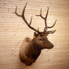 Excellent 6X6 Rocky Mountain Elk Taxidermy Mount SW10689
