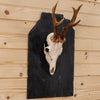 Roe Deer Antler Skull European Mount SW10694