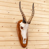 Premier African Blesbok European Skull & Horns Mount SW10699