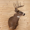 Excellent 4X6 Whitetail Buck Deer Taxidermy Shoulder Mount SW10704