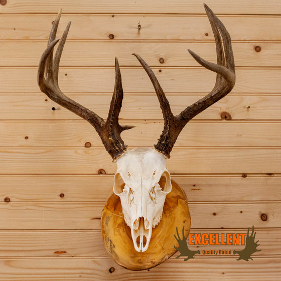 whitetail deer buck skull antlers european mount on log for sale