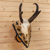 Excellent Pronghorn Antelope European Mount on Arrowhead Plaque SW10711