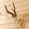 Excellent 2 Point Roe Deer Skull with Antlers SW10731