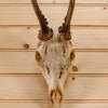 Excellent 4 Point Roe Deer Skull with Antlers SW10734