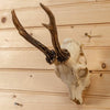 Excellent 4 Point Roe Deer Skull with Antlers SW10735