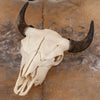Excellent Bison Skull SW10737