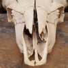 Excellent Bison Skull SW10738