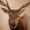 Excellent 5X5 Rocky Mountain Elk Taxidermy Mount SW10750