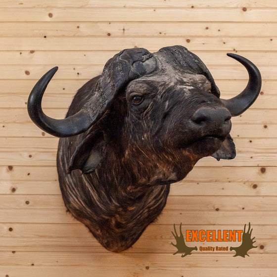 african cape buffalo taxidermy shoulder mount for sale